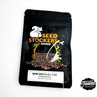 semillas de bcn critical seedstocker